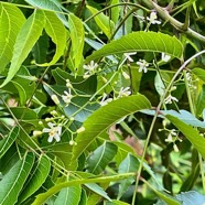 Azadirachta indica.neem.lilas sacré.meliaceae.origine- Inde.jpeg